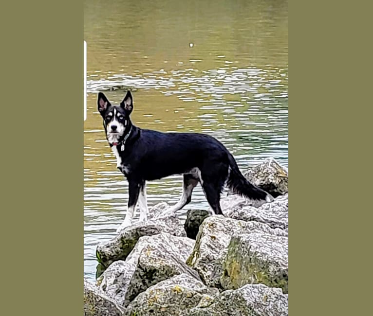 Artemis, a Siberian Husky and German Shepherd Dog mix tested with EmbarkVet.com