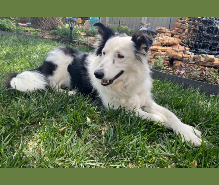 Poppy, a Border Collie tested with EmbarkVet.com