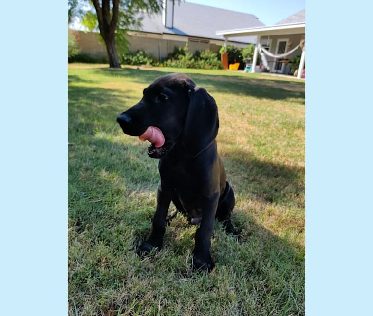 Benny, a Bloodhound and Great Dane mix tested with EmbarkVet.com