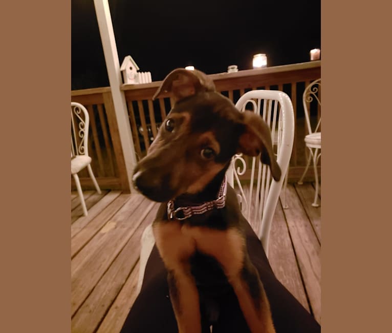 Odessa, a German Shepherd Dog and Redbone Coonhound mix tested with EmbarkVet.com