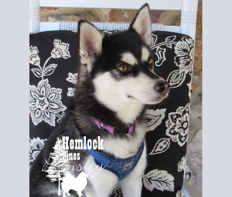 Zoe, a Pomsky tested with EmbarkVet.com