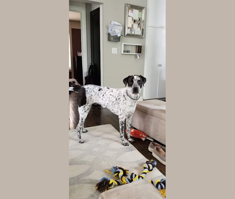 Riley, a Labrador Retriever and Staffordshire Terrier mix tested with EmbarkVet.com