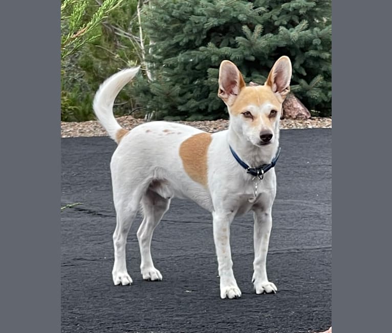 Tejon, a Chihuahua and Poodle (Small) mix tested with EmbarkVet.com