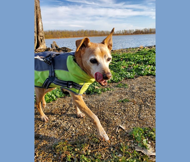 Cricket, a Miniature Pinscher and Beagle mix tested with EmbarkVet.com