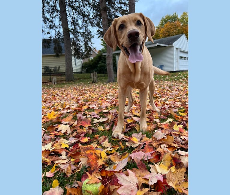 Ziggy, a Labrador Retriever tested with EmbarkVet.com
