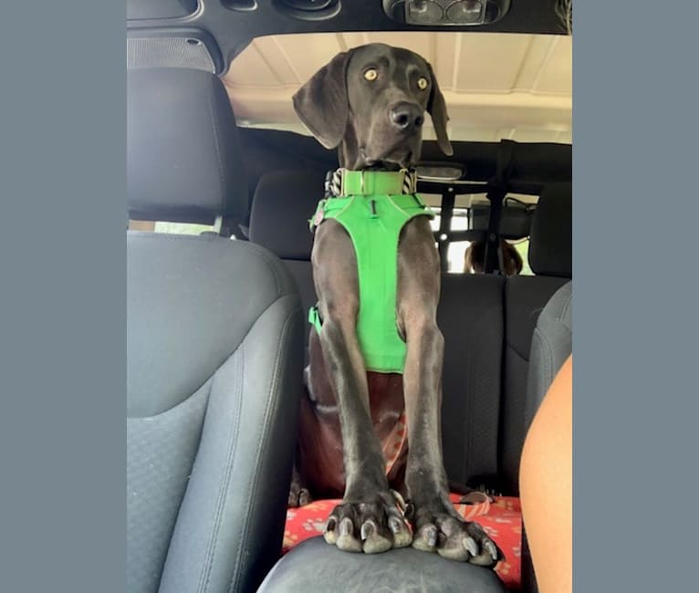 Photo of Knox, a Weimaraner  in Knoxville, TN, USA
