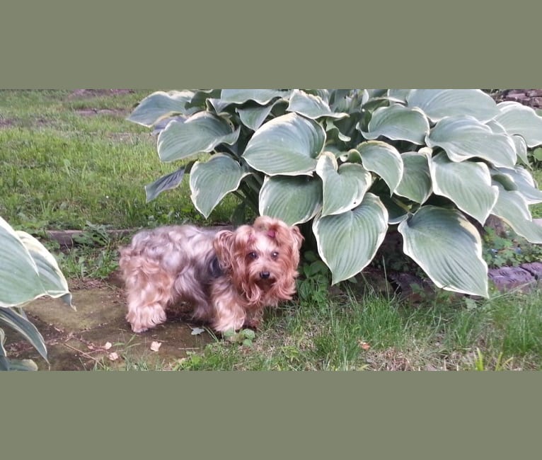 Tata, a Yorkshire Terrier tested with EmbarkVet.com