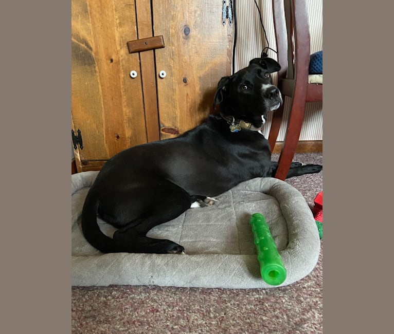 Photo of Gator, a Border Collie, Anatolian Shepherd Dog, American Pit Bull Terrier, Pointer, and German Shorthaired Pointer mix in Missouri, USA