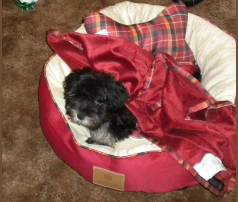 Minnie, a Miniature Schnauzer tested with EmbarkVet.com