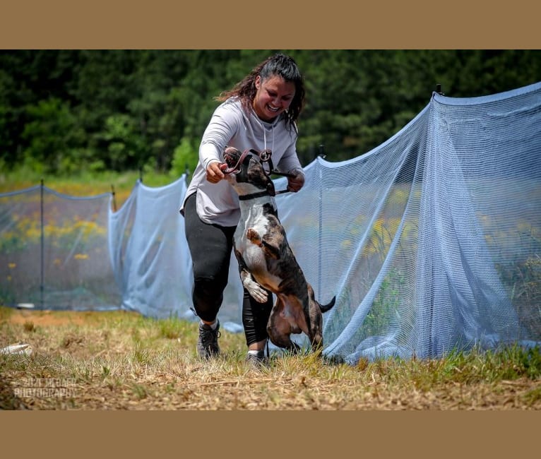 Serendipity, a Bull Terrier tested with EmbarkVet.com