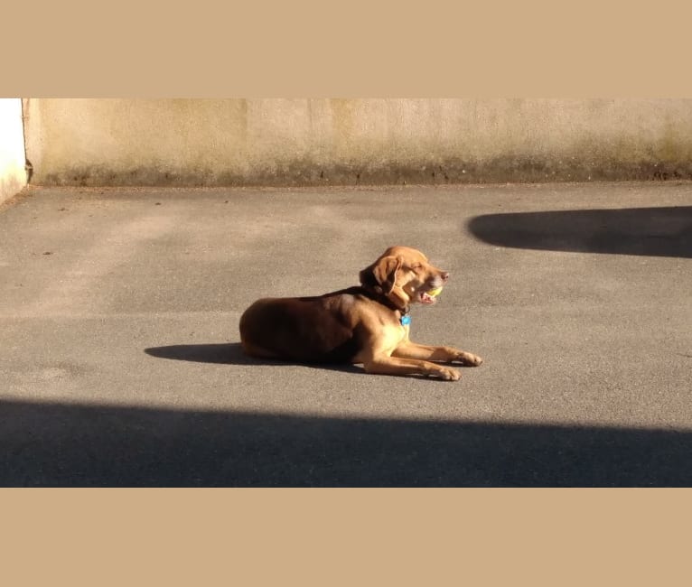 Zeke, a Beagle and German Shepherd Dog mix tested with EmbarkVet.com
