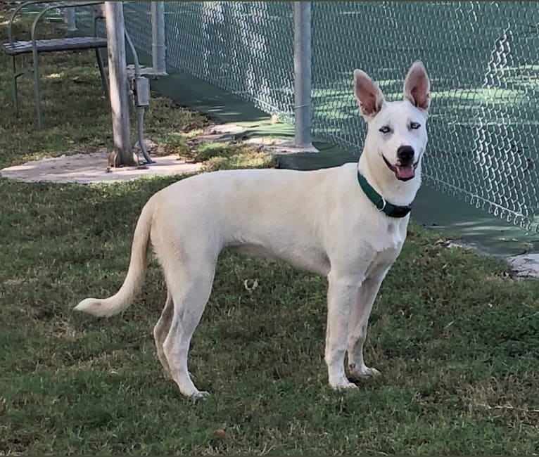 Bull terrier husky mix hotsell