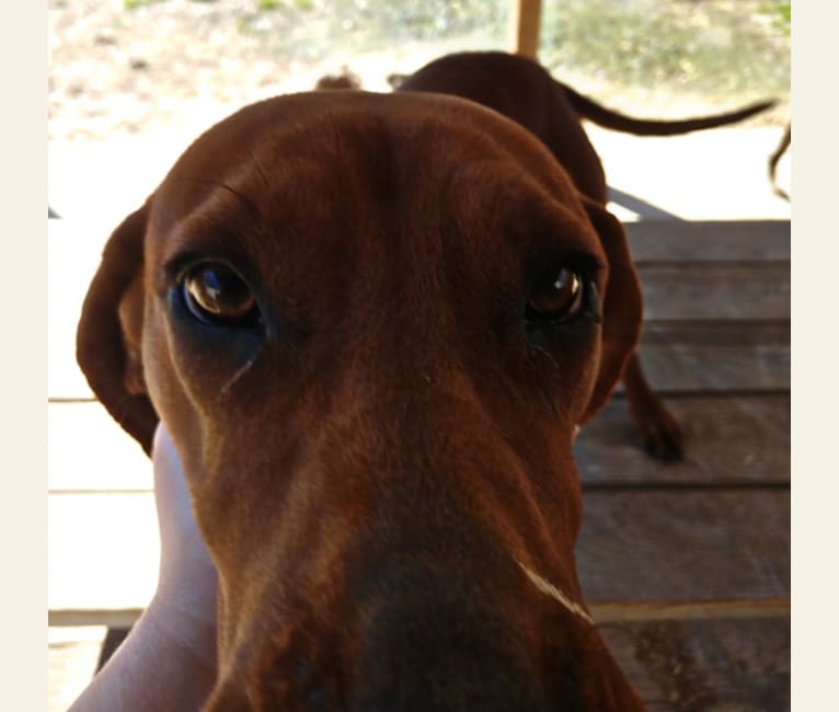 Photo of PR MCR Clementine Rose, a Redbone Coonhound 