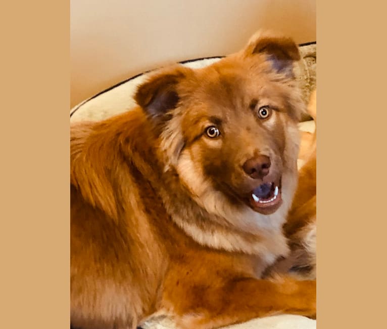 Molly Bear, a Siberian Husky and Labrador Retriever mix tested with EmbarkVet.com