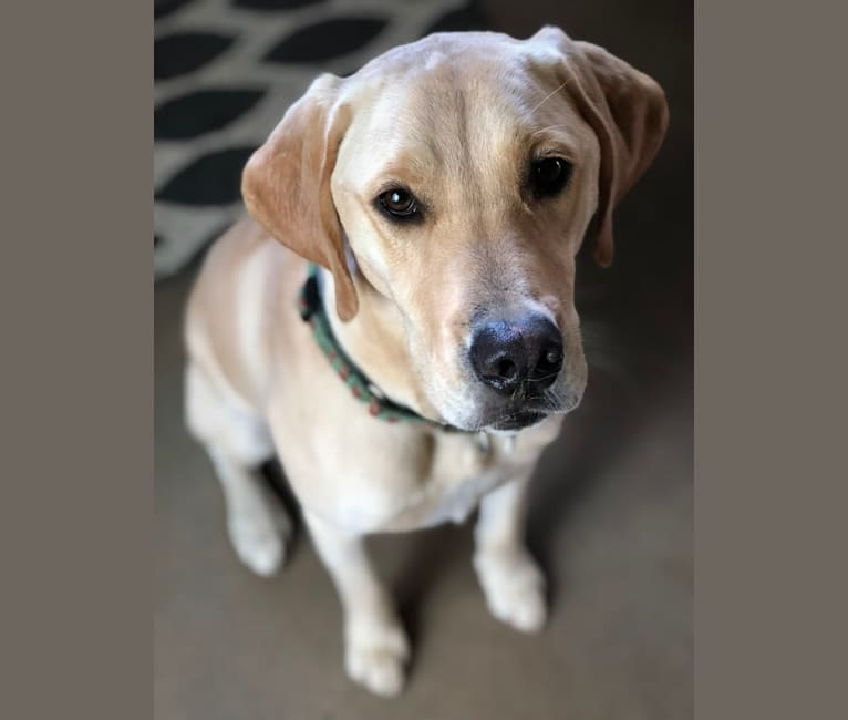 German shorthaired pointer mixed with golden retriever discount