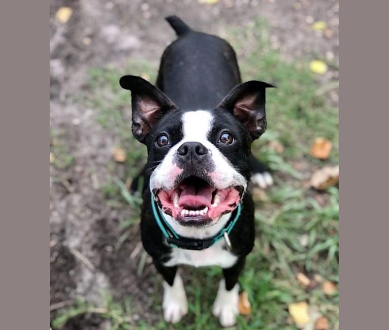 Beans, a Boston Terrier and Pug mix tested with EmbarkVet.com