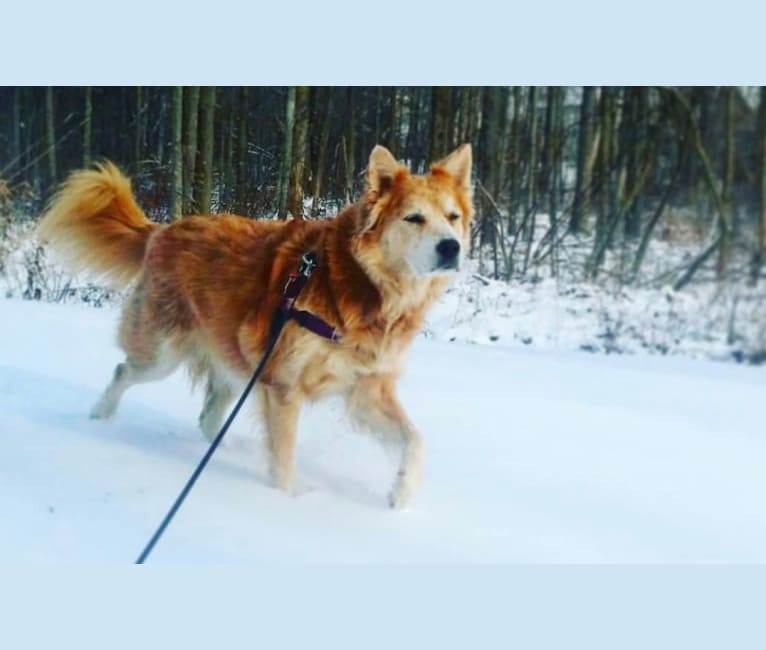 Penny, a Chow Chow and German Shepherd Dog mix tested with EmbarkVet.com