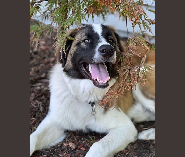 Clyde, an Anatolian Shepherd Dog and Great Pyrenees mix tested with EmbarkVet.com