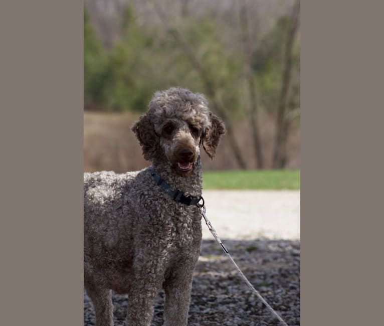 Photo of Gracie, a Poodle (Standard)  in Wingham, ON, Canada