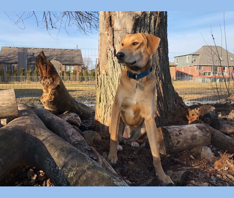 Embark Dog DNA Test Breed