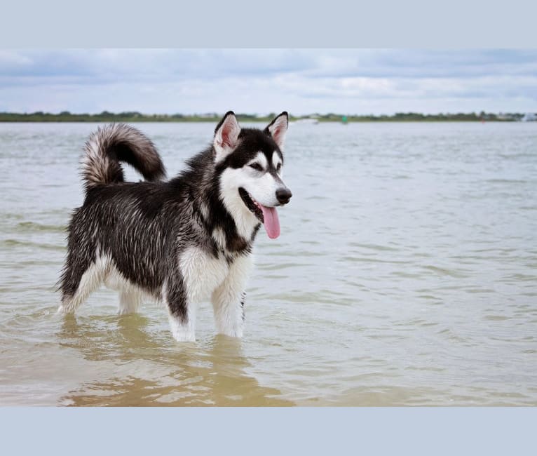 Tonka, an Alaskan Malamute tested with EmbarkVet.com