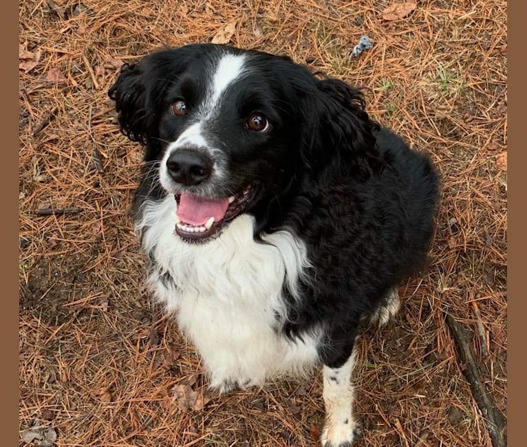 Pepé le Pew, a Miniature/MAS-type Australian Shepherd and English Springer Spaniel mix tested with EmbarkVet.com