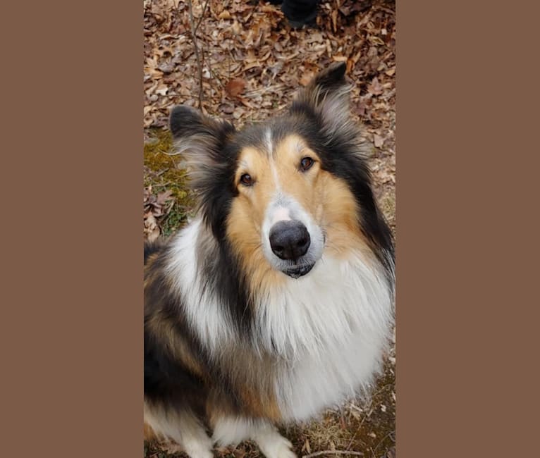 Gordon, a Collie tested with EmbarkVet.com