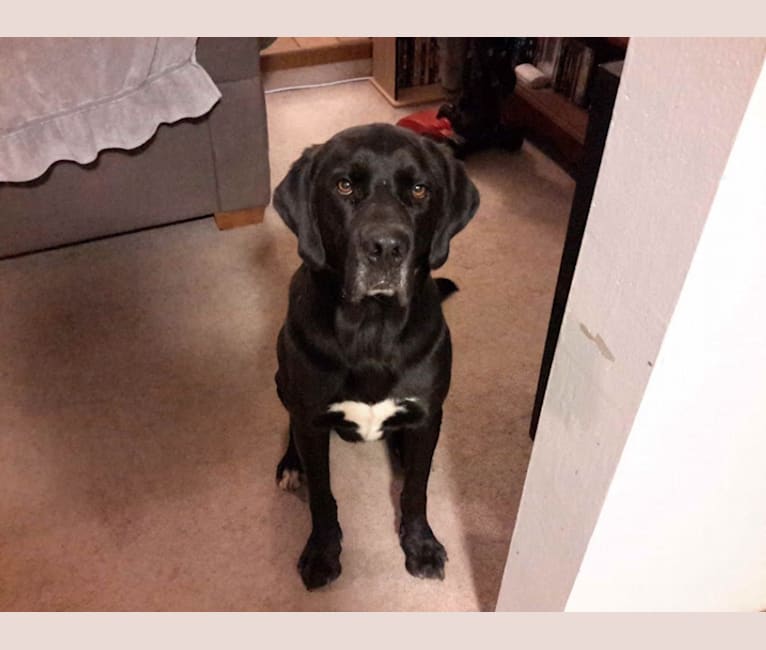 Abe, a Saint Bernard and Labrador Retriever mix tested with EmbarkVet.com