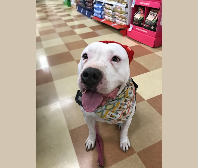 Photo of Swizzy, an American Staffordshire Terrier  in Elmont, New York, USA