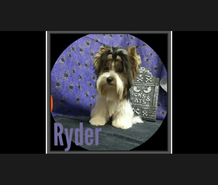 Ryder, a Biewer Terrier tested with EmbarkVet.com