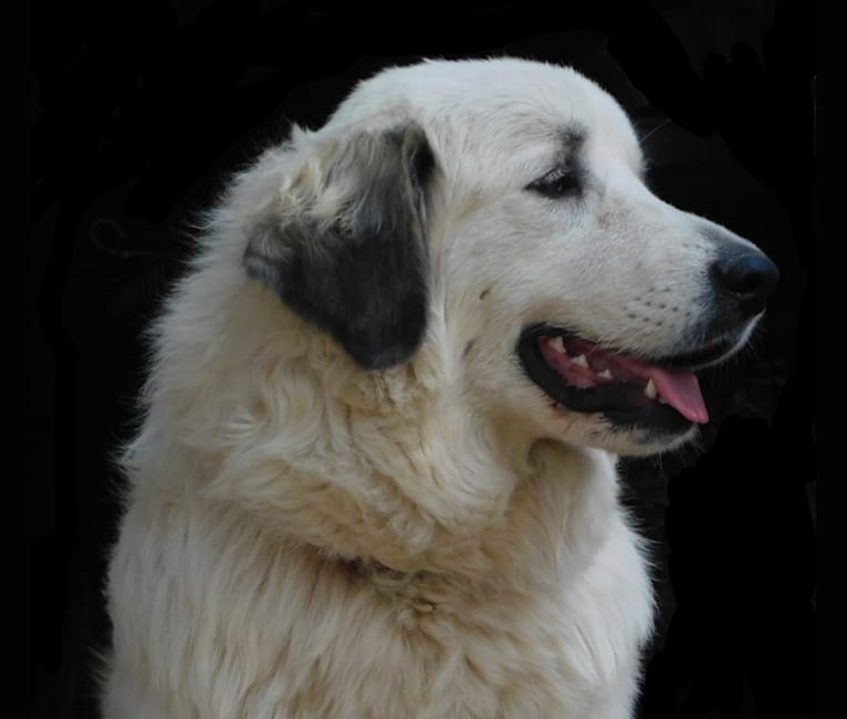 Photo of Pearl, a Great Pyrenees  in Livermore, Colorado, USA