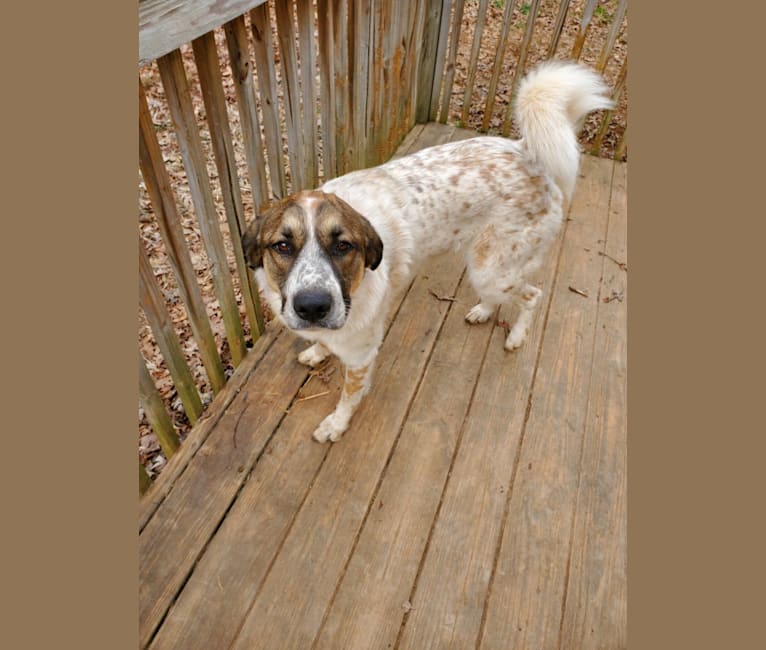 Daisy, a Great Pyrenees and Boxer mix tested with EmbarkVet.com