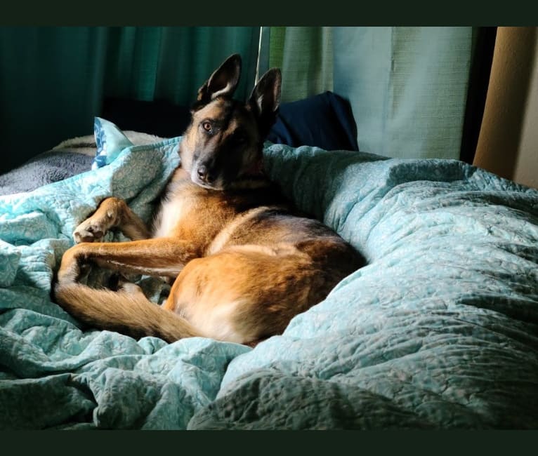 Parker, a German Shepherd Dog and Belgian Malinois mix tested with EmbarkVet.com