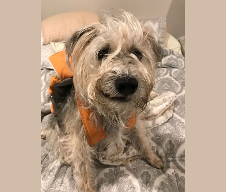 Embark Dog Dna Test Breed