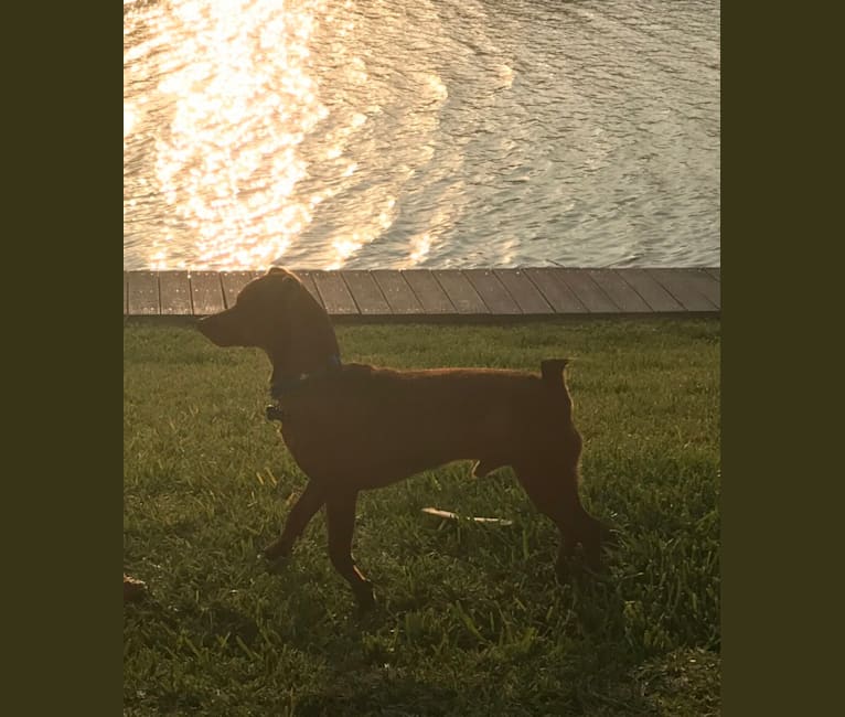 Photo of Rocky, a Miniature Pinscher, Chihuahua, and Mixed mix in Texas City, Texas, USA