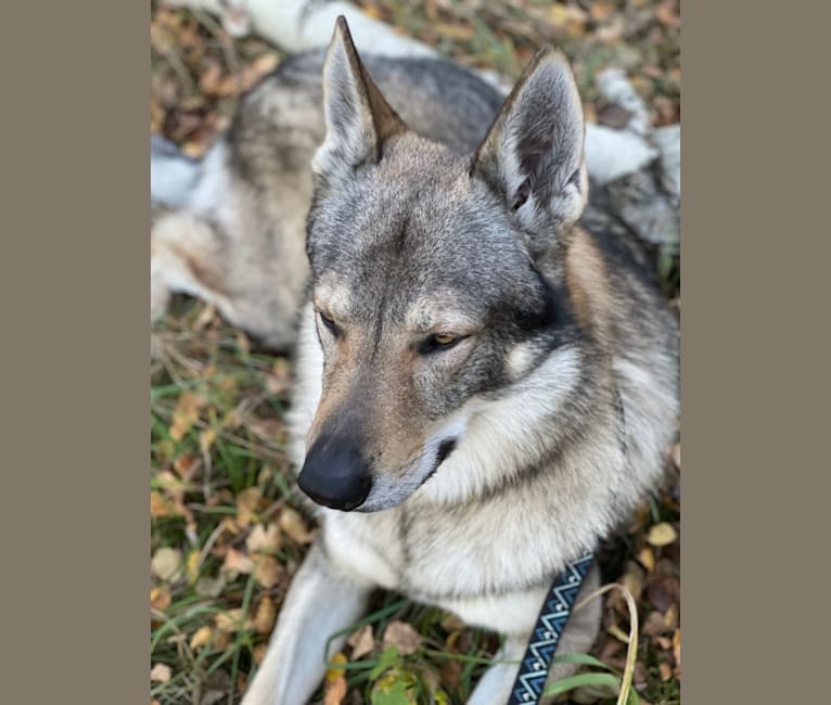 Leo, a Czechoslovakian Vlcak tested with EmbarkVet.com