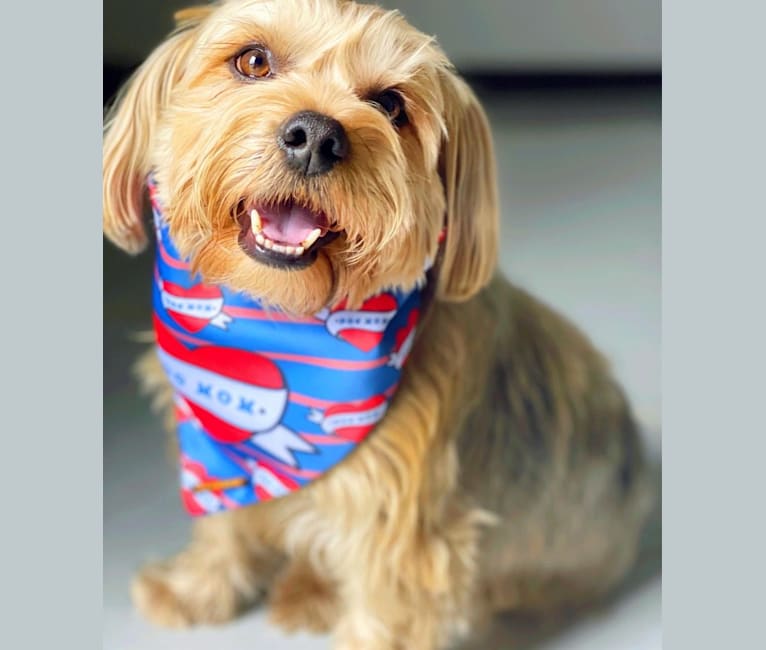 Photo of LUCA, a Yorkshire Terrier  in Guadalajara, Jalisco, Mexico
