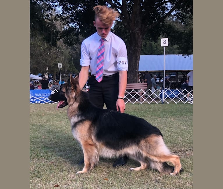 Jack, a German Shepherd Dog tested with EmbarkVet.com