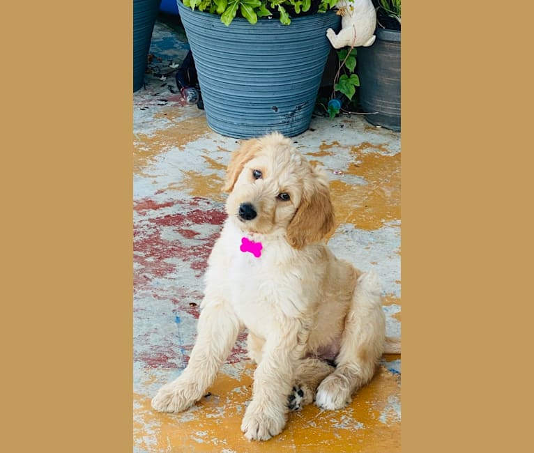 Photo of Blossom, a Poodle (Standard), Golden Retriever, and Bernese Mountain Dog mix in Converse, Texas, USA