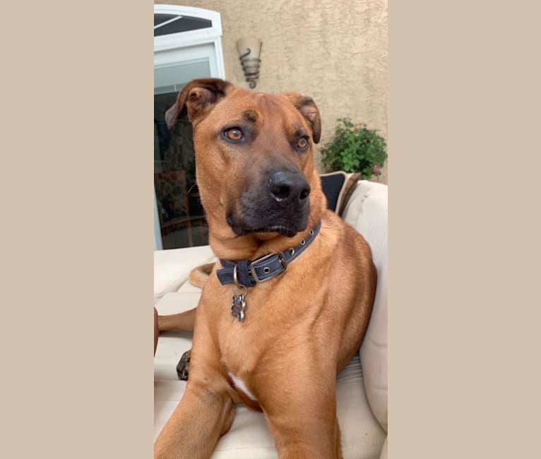 Photo of Rocco, an American Pit Bull Terrier, German Shepherd Dog, and Mixed mix in Pennsylvania, USA