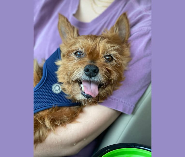 Rory, a Yorkshire Terrier tested with EmbarkVet.com