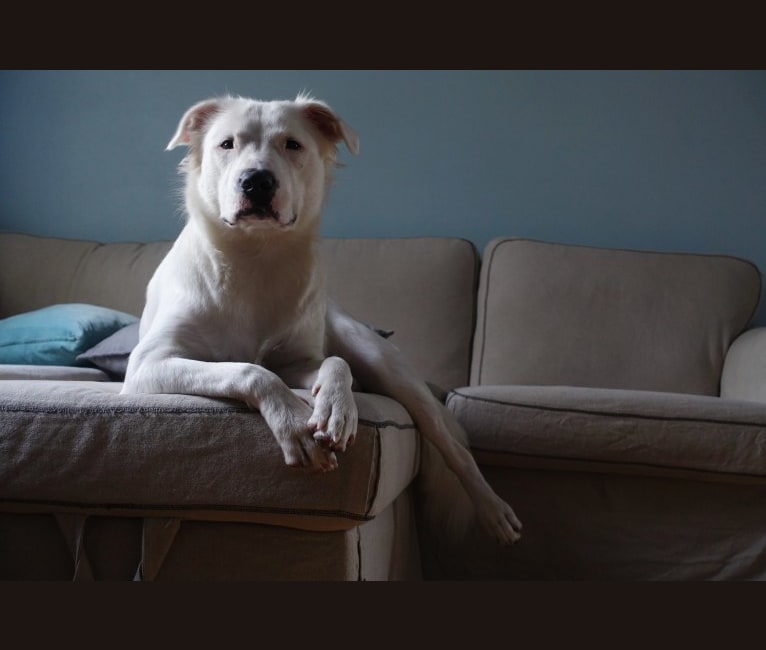 Embark Dog Dna Test Breed