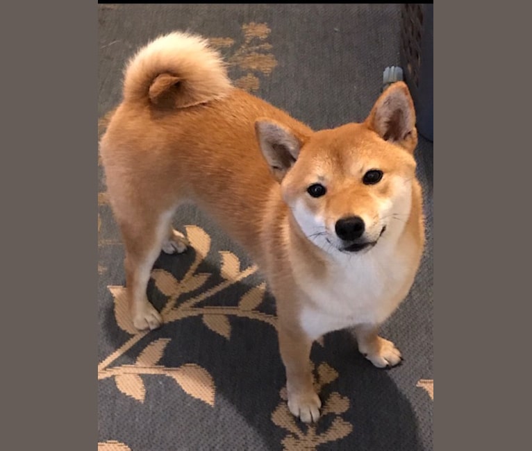 Embark Dog Dna Test Breed