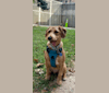 Teddy, a Beagle and Irish Terrier mix tested with EmbarkVet.com