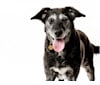 Pixie, a Labrador Retriever and Border Collie mix tested with EmbarkVet.com