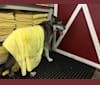 Destiny, a Siberian Husky and German Shepherd Dog mix tested with EmbarkVet.com