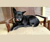 Photo of Tux, a Schipperke and Boston Terrier mix in Telford, Tennessee, USA