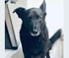Bobo, a German Shepherd Dog and Chinese Shar-Pei mix tested with EmbarkVet.com