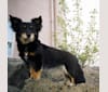FrendL (The Fabulous & Occasionally Ferocious), a Rottweiler and German Shepherd Dog mix tested with EmbarkVet.com