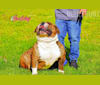 Mack ZADDDYYY, a Bulldog and Olde English Bulldogge mix tested with EmbarkVet.com